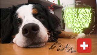 Getting To Know Your Dog's Breed: Bernese Mountain Dog Edition by Athenas Pets 115 views 3 years ago 2 minutes, 42 seconds