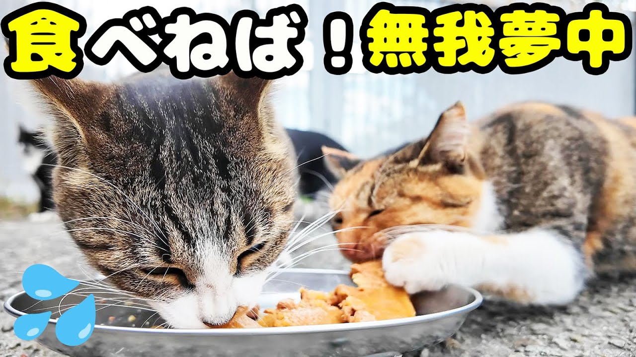 空腹で鳴く！無我夢中で必死に食べる猫 さくらねこへのエサやり さくら