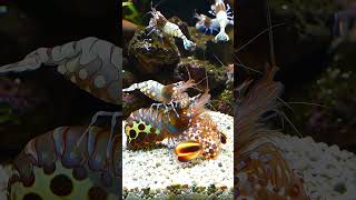 Mantis shrimp enjoy massage by little shrimp. #marine #marinelife #aquariumlife #aquarium #wildlife