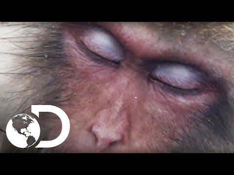 Vídeo: Macaco japonês (foto). Macacos de neve japoneses