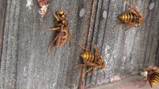 田村市役所からスズメバチ駆除の緊急要請!市営住宅の窓の小屋根でスズメバチが出入り!Hornet Nest Removal