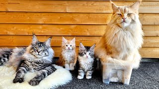 Tiny Kittens Mess With Their Giant Cat Uncles!