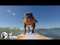 Perrito sordo rescatado de un círculo de pelea ama hacer surf I El Dodo