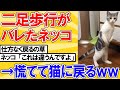 【2ch動物スレ】本来の姿を見られたネッコ、仕方なく猫に戻るwwwwwwwww