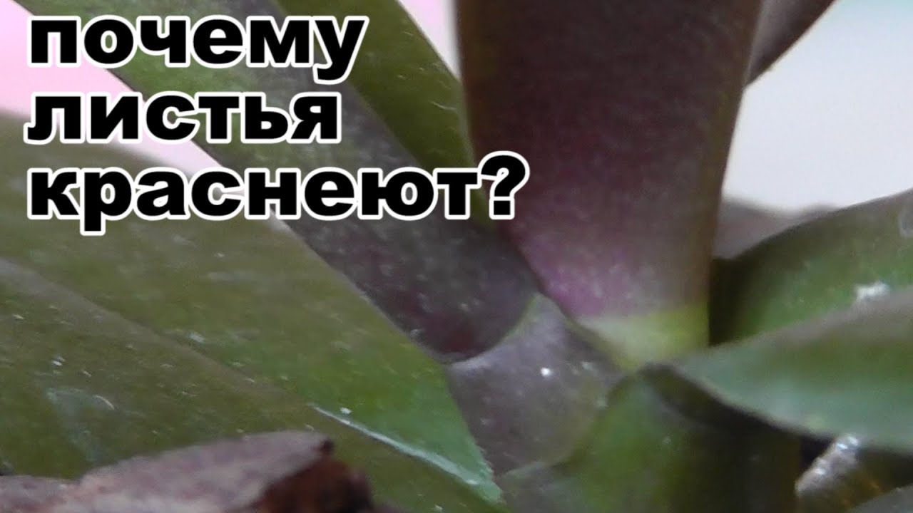 Орхидея Фото Листьев