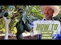 How to plant an Avocado tree into a container for *THE BEST RESULTS*