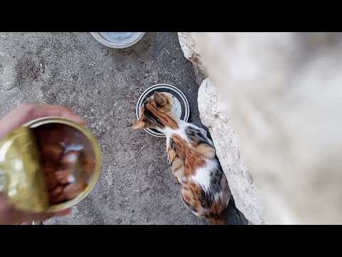 Feeding stray cat around #cat #viral