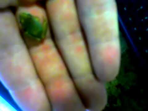 GODS FROG  IN JLINKS HOUSE