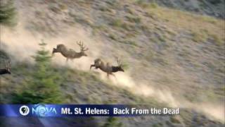 NOVA | Mt. St. Helens: Back From the Dead