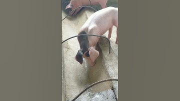 Raising domestic pigs in the traditional Khmer way to support family life #pig #pigfeed #shorts