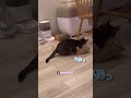 「ワンっ」と威嚇する猫が、犬みたいで可愛すぎるwww
