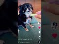 TikTok チクワ君🐶