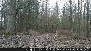 CITWC Nature Park Trail Cam Videos #88 032024 Deer Raccoon Fox