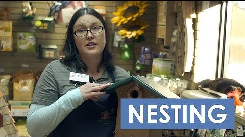 Cavity Nesting Birds