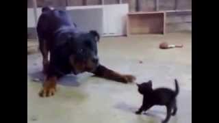 Храбрый котенок стоит против собаки