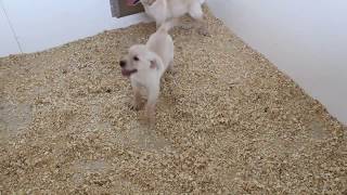 Yellow Labrador Retriever Puppies For Sale