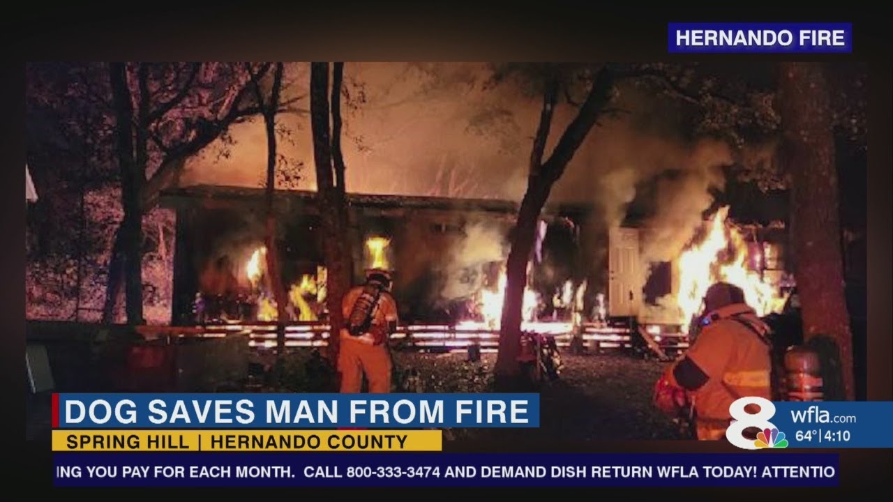 Dog saves owner from house fire in Spring Hill after log rolls out of ...
