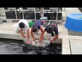 Koizucht auf der Dainichi Koi - Farm | Breeding koi at Dainichi Koi Farm | 6. Juni 2019 [DEUTSCH]