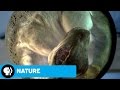 Exploring Dinosaur Skull Features
