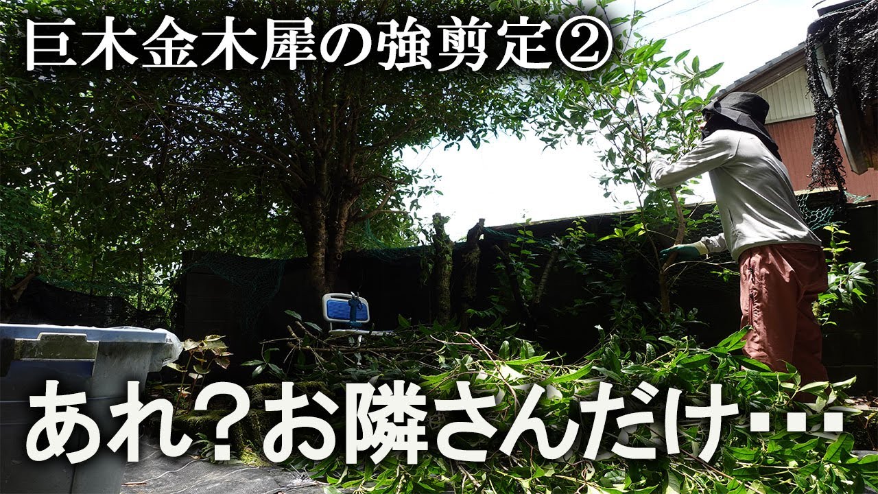 【片付け】汚山開拓２年目、改めて気付いた事実にビックリ！！汚山は私とお隣さん2人だけのプライベートジャングルでした｜汚部屋｜ズボラ主婦｜空き家｜庭仕事｜強剪定｜