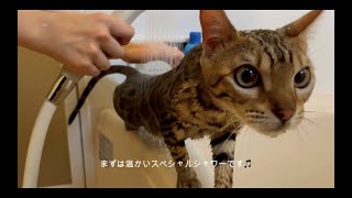 There is a cat who does not resist taking a shower!