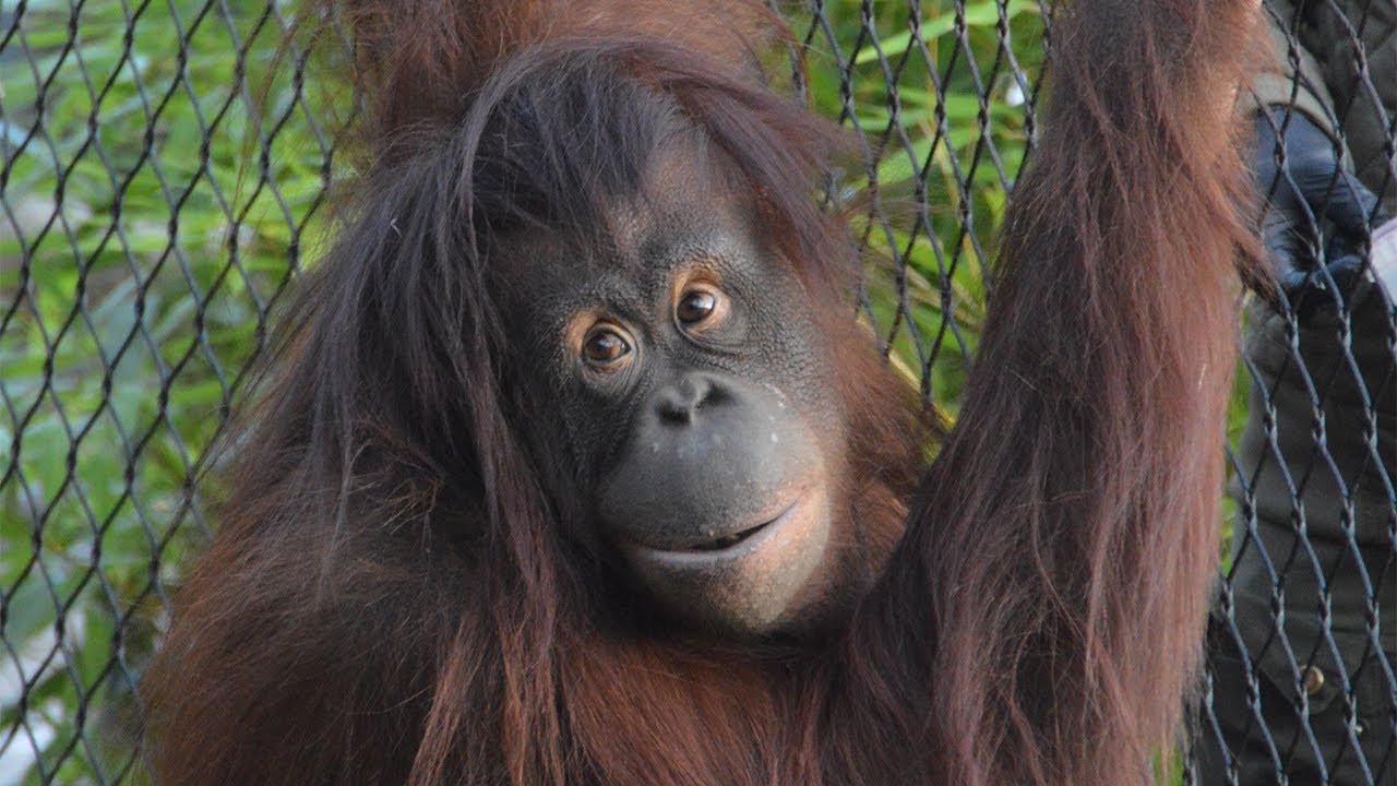Meet the only 2 orangutans in Denmark: Pal & Ruti and their funny room mates