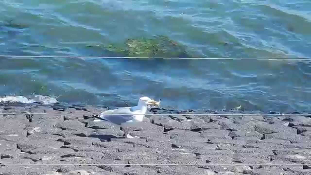 European herring gull eats a little crab Zilvermeeuw eet krabbetje