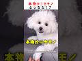 本物かニセモノどっちだ！？ part2 #ショート #クイズ #shorts #犬 #かわいい #dog #funny