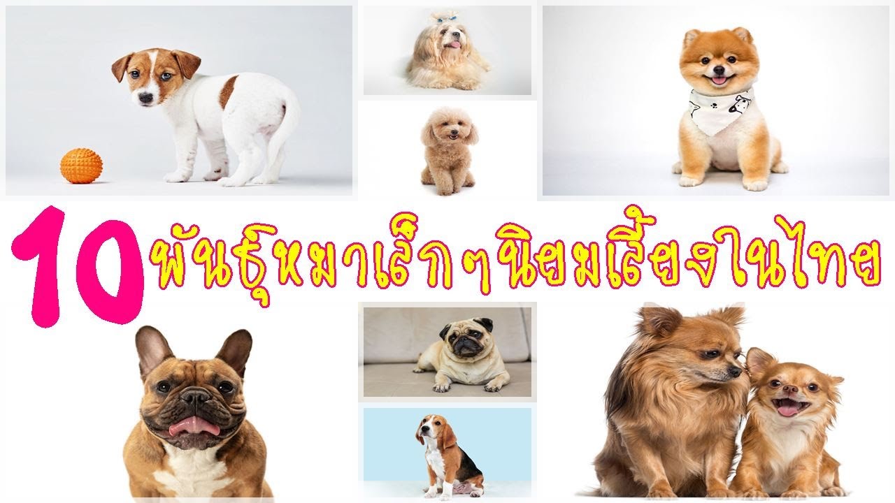 หมา ที่ น่า รัก  New Update  10 พันธุ์หมาเล็กๆ น่ารัก นิยมเลี้ยงในไทย