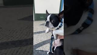 Bring A Smile To Your Face - 6 Adorable Boston Terriers In One Short Video! by Boston Terrier Society 10,694 views 2 years ago 1 minute, 33 seconds