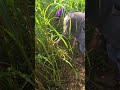 simple techniques for cutting jumbo grass to produce good animal feed #shorts