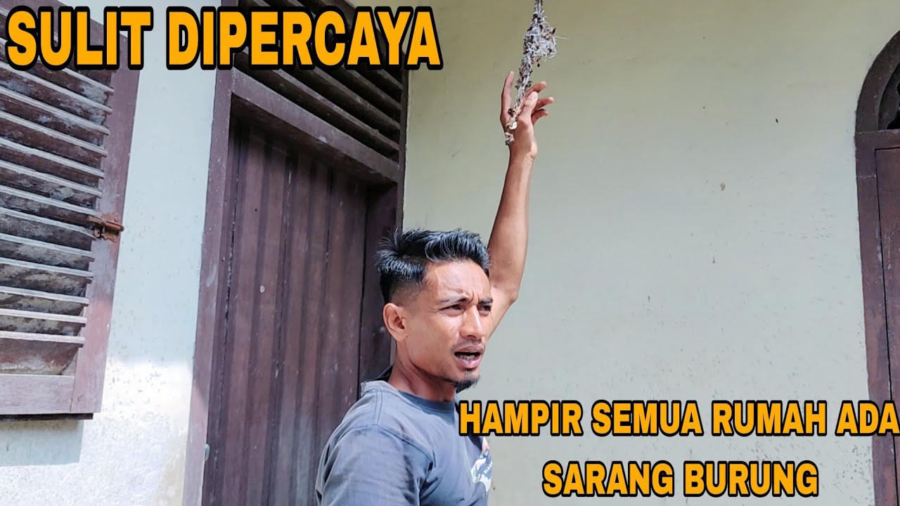 BURUNG YANG LAGI VIRAL DIKALANGAN KICAU MANIA_BERSARANG DIMANA-MANA