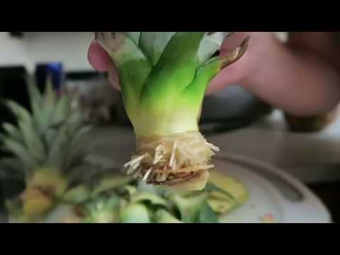 How to grow a pineapple top from the store - EVERY TIME!