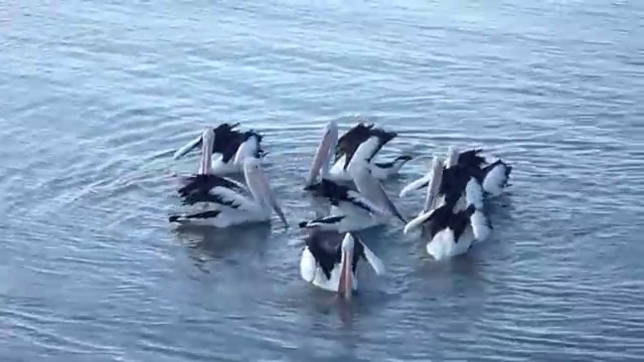 Wild pelicans in Cairns harbor