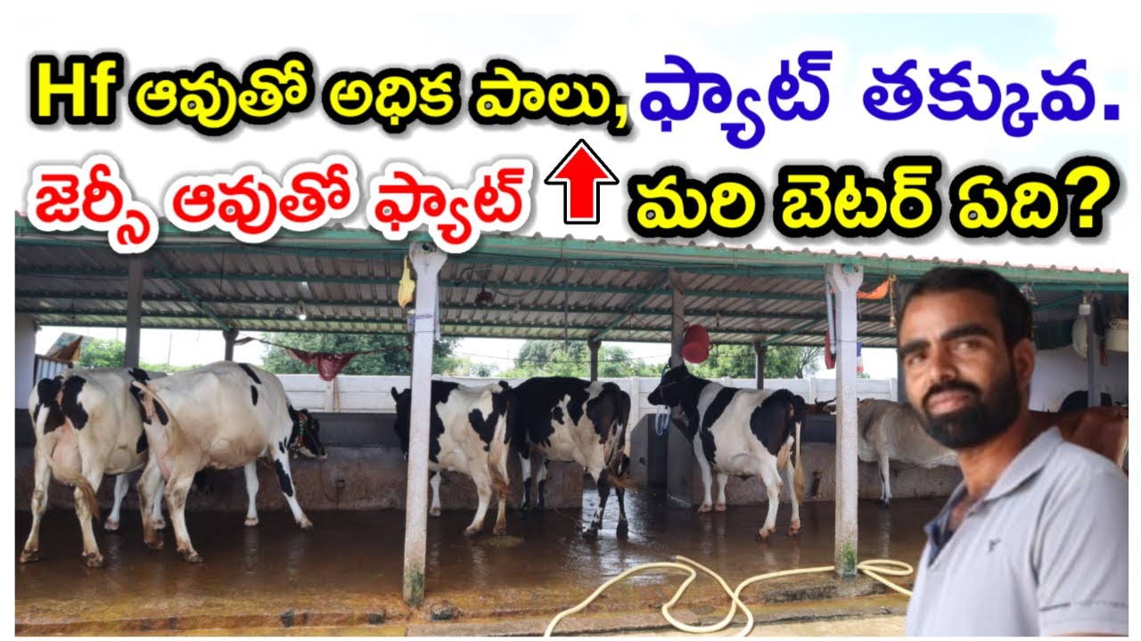 ధాన ఇవ్వటం ఆపరాదు HF vs Jersey dairy farm @MalleshAdla