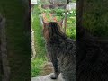 Был один, а стало двое)) #кот #лесной #nature #cat