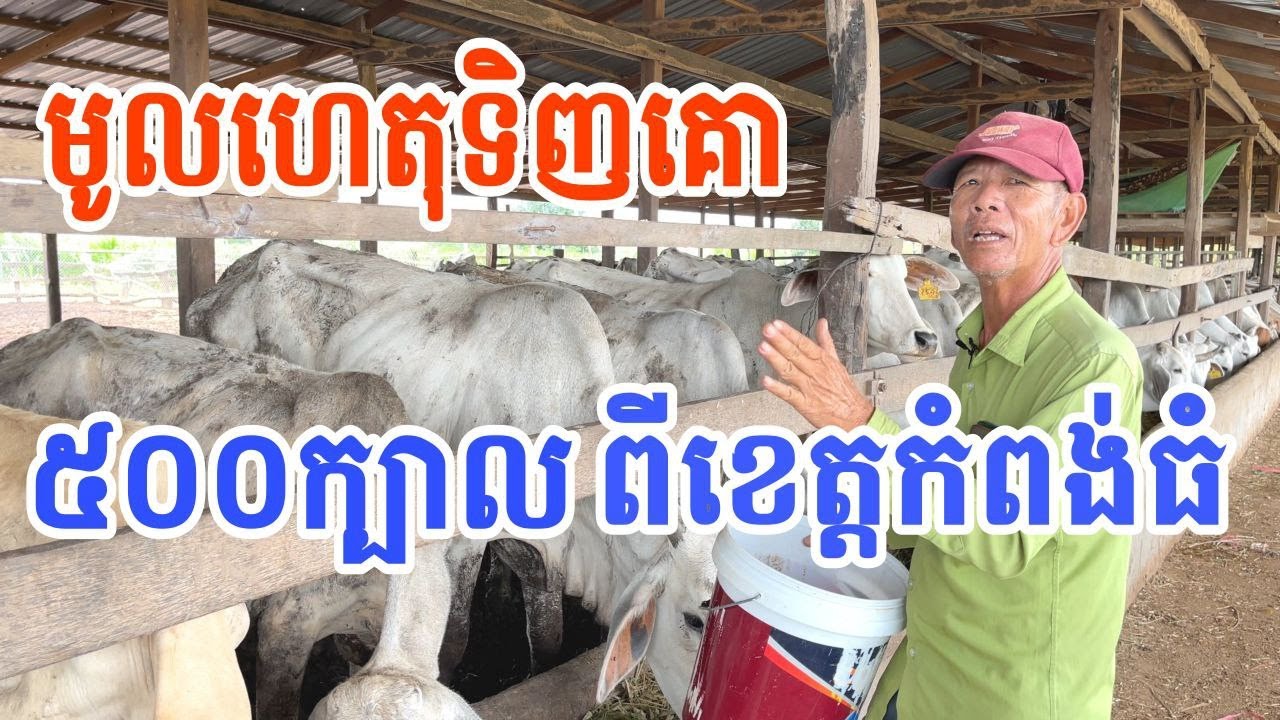 មូលហេតុទិញគោ៥០០ក្បាល ពីខេត្តកំពង់ធំ និងការចិញ្ចឹមមេគោ