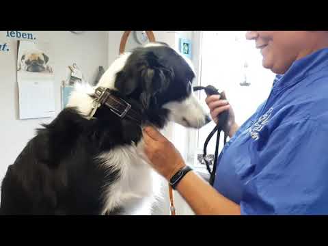 Video: Verv alt border collie haar?