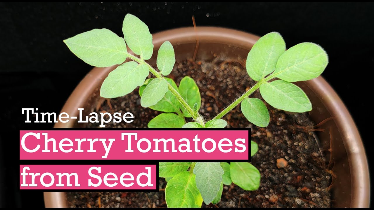 How Cherry Tomato Plants Grow In 4 Weeks Time Lapse YouTube