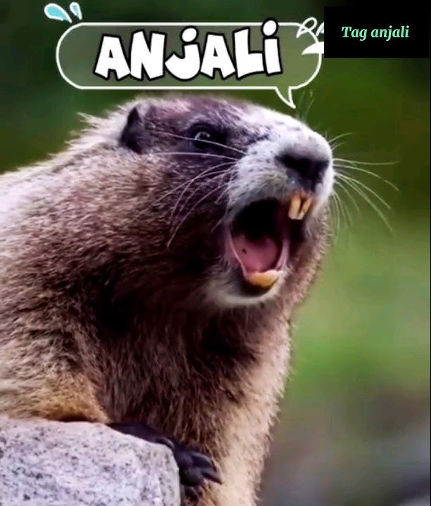 anjali funny name video 🤣#whatsappstatus #anjali #anjalinamestatus #funnyvideo #funnyshorts