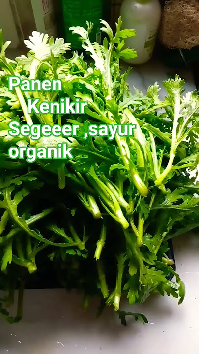 #kenikir #berkebundirumah #sayurbebaspestisida #sayurorganik #sayuransegar @mimienia7200