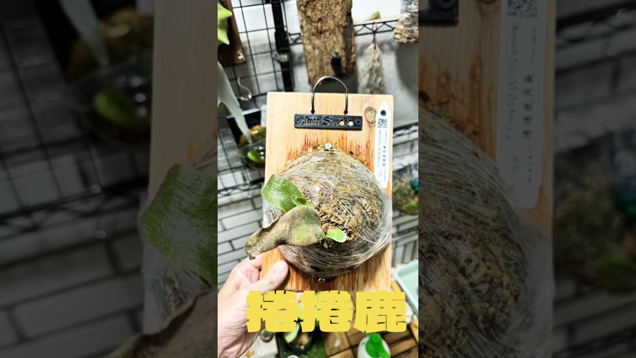 我的捲捲鹿希望可順利長大🤔