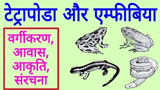 All about Amphibians | मेंढ़क, टोड, सैलामेंडर आदि का चित्र | Tetrapoda and Amphibia in hindi All about Amphibians | मेंढ़क, टोड, सैलामेंडर आदि का चित्र | Tetrapoda and Amphibia in hindi
