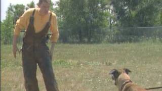 Schutzhund Protection 1 with Dr. Stewart Hilliard