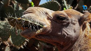 Camel Eats Cactus! But How?