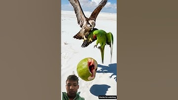 Peacock saved the guava plant from drying up by watering it.😭#ai #tree #save #peacock