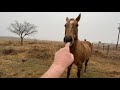 Horse Acting Like Wild Horses - Not Sure Why Guess They Were Just Warming Up