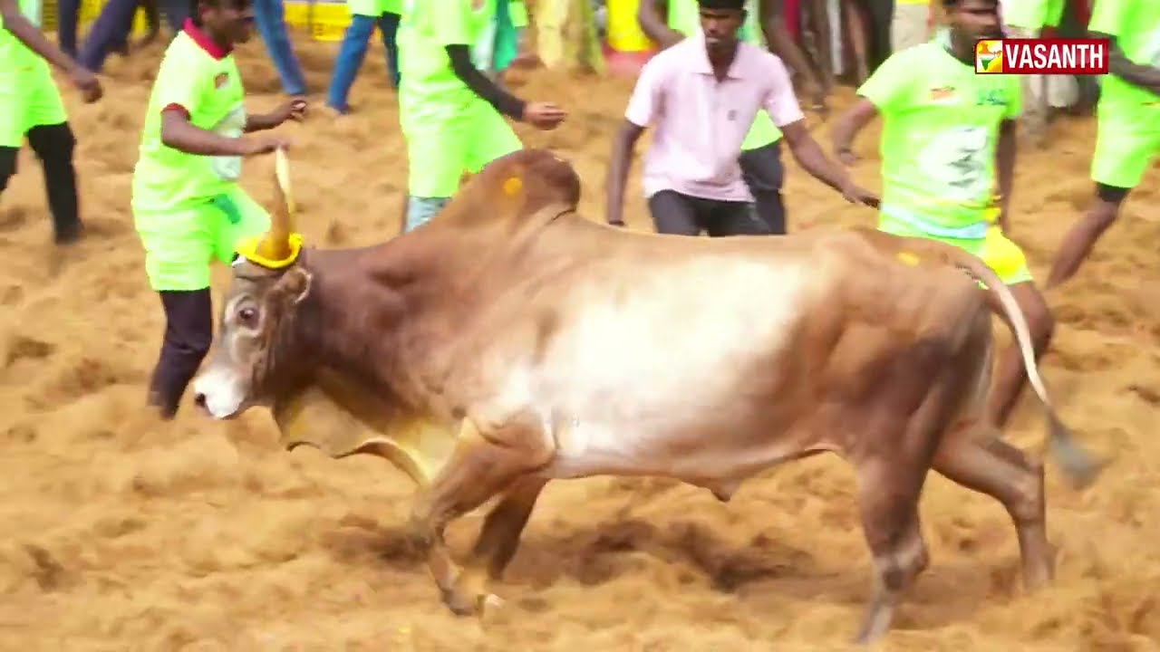 Madurai Palamedu Jallikattu 2026 | பாலமேடு ஜல்லிக்கட்டு | தம்பி தொட்டுட்டு போகக்கூடாது | Vasanth TV