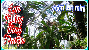 Vườn Lan Rừng Bình Thuận | giới thiệu vườn lan rừng mini nhà mình trồng || Nhật Trung TV