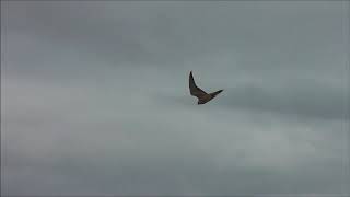 Snipe Hawking 081020